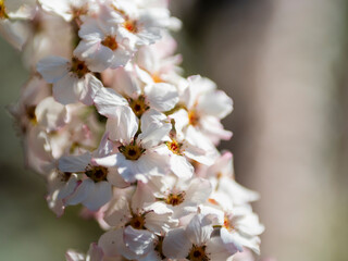 Fototapeta premium ユキヤナギ