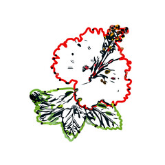 Color sketch of a shoe flower with transparent background