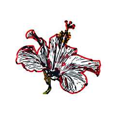 Color sketch of a shoe flower with transparent background