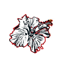 Color sketch of a shoe flower with transparent background