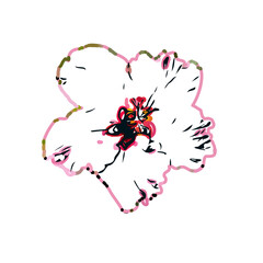 Color sketch of a shoe flower with transparent background