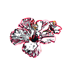 Color sketch of a shoe flower with transparent background