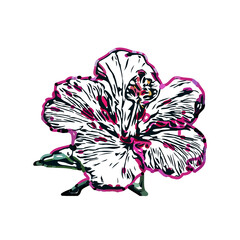 Color sketch of a shoe flower with transparent background