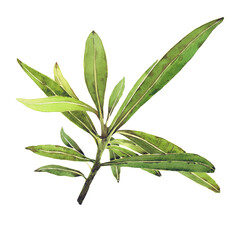 Watercolor illustration of Oleander. Set with flowers and leaves. Hand-drawn isolated clip art on a white background. Bright watercolor for holiday cards, wedding invitations, textiles, print design