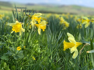 Jonquilles, narcisses, plateau du Mézenc, Auvergne Rhône Alpes