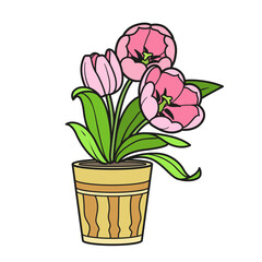 Three tulips flowers in pot color variation for coloring book isolated on white background
