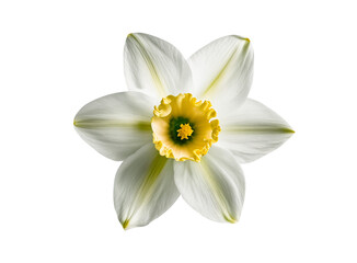 White narcissus flower isolated. PNG file with transparency. Generative AI