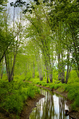 Creek in forrest.