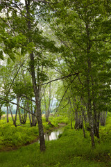 Fototapeta premium trees in the woods