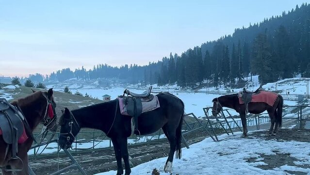 Beautiful horses in snow Kashmir India 
