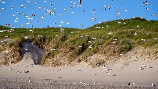 Flock of seagulls over the sandy beach in Denmark, DK, Hvide Sande