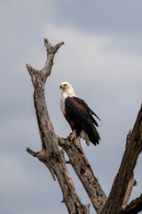 Fish Eagle in Kruger National Park
