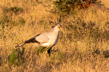 Obraz na płótnie Canvas Secretary bird in Kruger National Park
