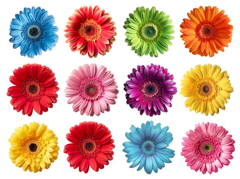 set of isolated different colored gerbera flowers. Created with Generative AI