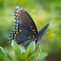 Red Spotted Purple Butterfly