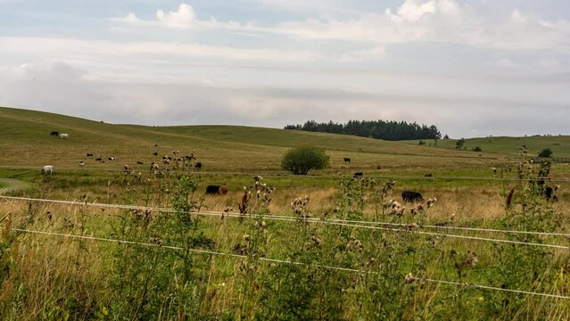 Time-lapse footage of animals grazing in a field in the Thy national park in Denmark