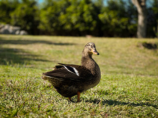 Female Duck on the Grass