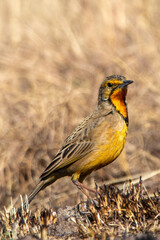 Cape Longclaw in Kruger National Park