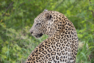 Leopard in Kruger National Park