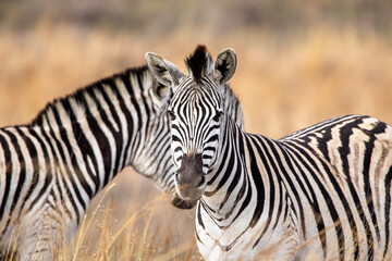 Zebra in Kruger National Park
