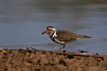 Three-banded Plover in Kruger National Park 