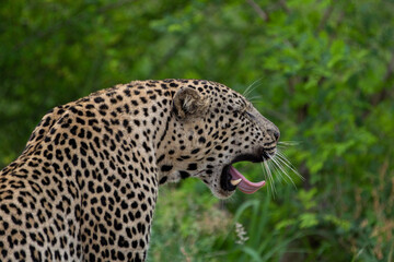 Leopard in Kruger National Park - obrazy, fototapety, plakaty