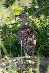 Red-crested korhaan in the wild