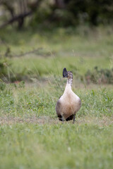 Knob-billed Duck in Kruger National Park