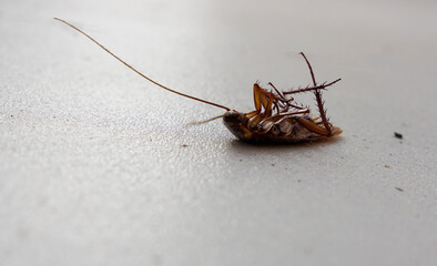 Closed up photo of a dead cockroach on the floor