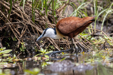 African Jacana in Kruger National Park
