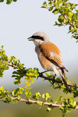 Red-backed Shrike in Kruger National Park
