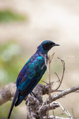 Greater Blue-eared Starling in Kruger National Park

