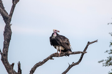White-headed Vulture in Kruger National Park