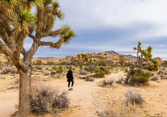 Female Hiker With Joshua Trees and Rock Formations on The Barker Dam Trail, Joshua Tree National...