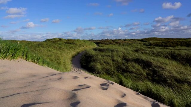 Field with grass on a windy day at Thy National Park in Denmark