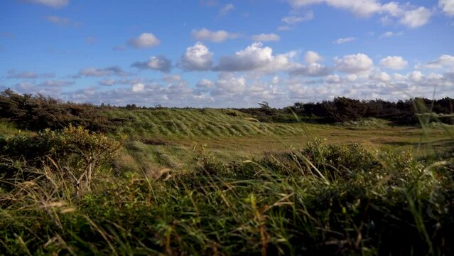 Field with grass on a windy day at Thy National Park in Denmark