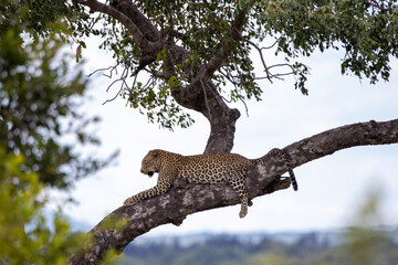 Fototapeta na wymiar Leopard in Kruger National Park