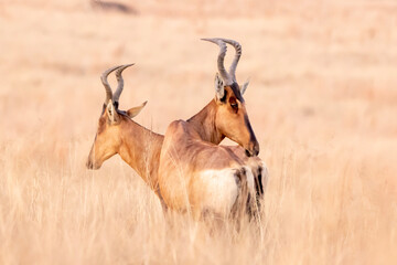 Red hartebeest (Rooihartbees) in Ezemvelo Nature Reserve 
