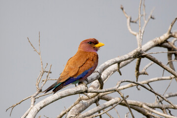 Obraz premium Broad-billed Roller in Kruger National Park