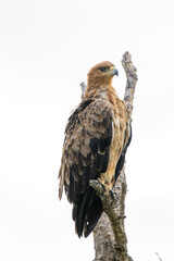 Wahlberg's eagle (Bruinarend) in Kruger National Park