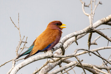 Broad-billed Roller in Kruger National Park