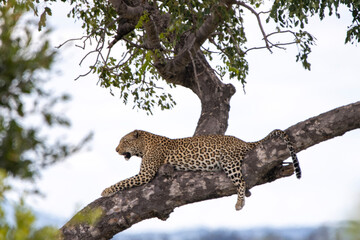 Leopard in Kruger National Park - obrazy, fototapety, plakaty