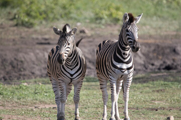 Fototapeta na wymiar Zebra in Kruger National Park