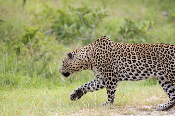 Leopard in Kruger National Park