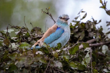 Lilac breasted roller on a branch in Kruger National Park