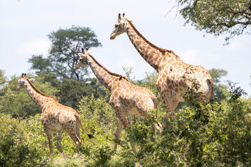 Tall Giraffe in the bush in Kruger National Park