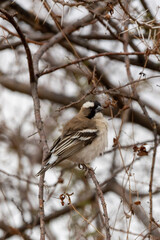 White-browed Sparrow-Weaver (Plocepasser mahali) (Koringvoël) in Rietvlei Nature Reserve