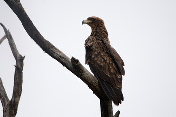 Wahlberg's eagle (Bruinarend) in Kruger National Park