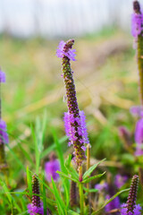 pogostemon erectus flower