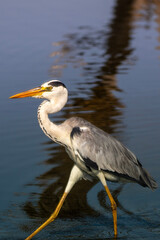 Grey Heron in Kruger National Park
